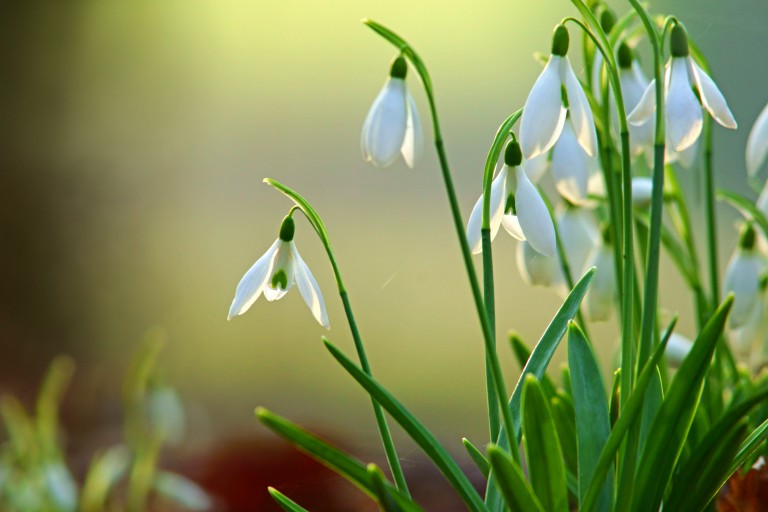 Snowdrops…